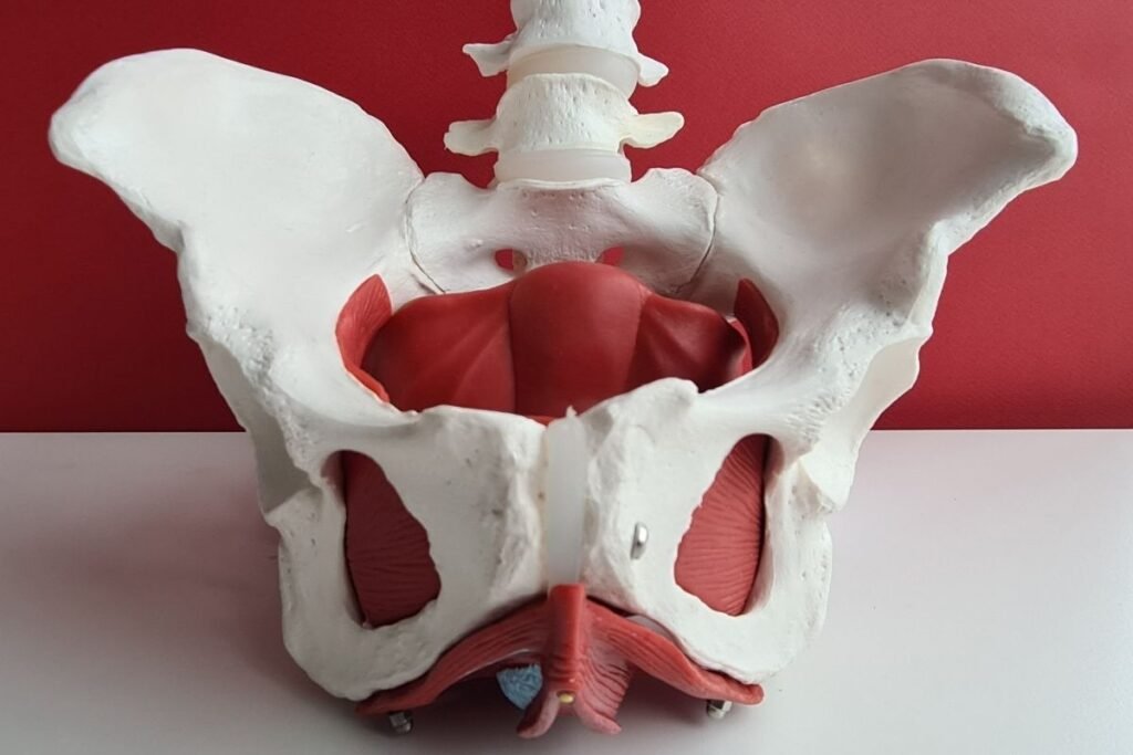 Restaurando uma bacia quebrada sem cirurgia – o caso da dona Maria e o quiroprata